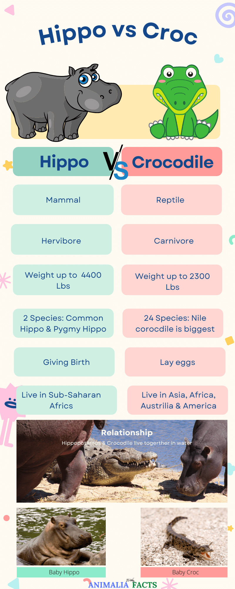 Infographic: Difference between hippo and crocodile 