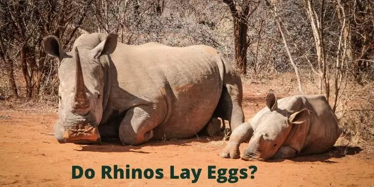 Do Rhinos Lay Eggs