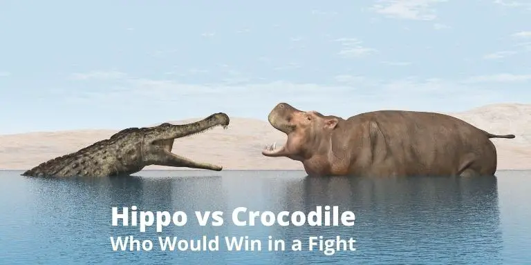 Hippo vs crocodile