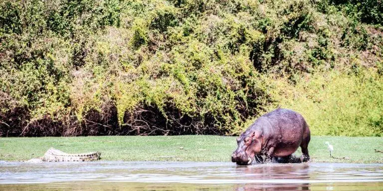 Hippopotamus and crocodile in water
