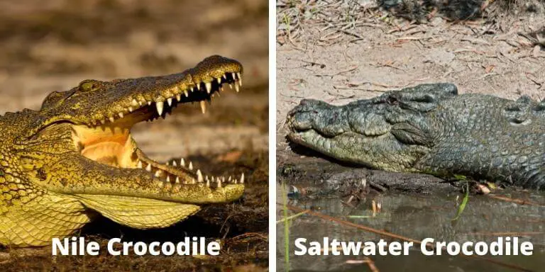 Nile and saltwater crocodile
