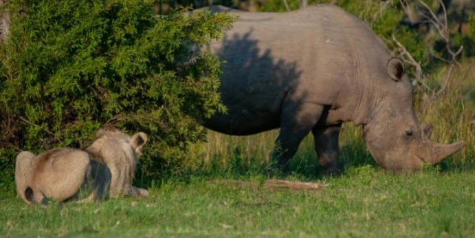 lion vs rhino