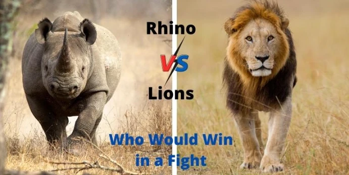 rhino vs lion who would win
