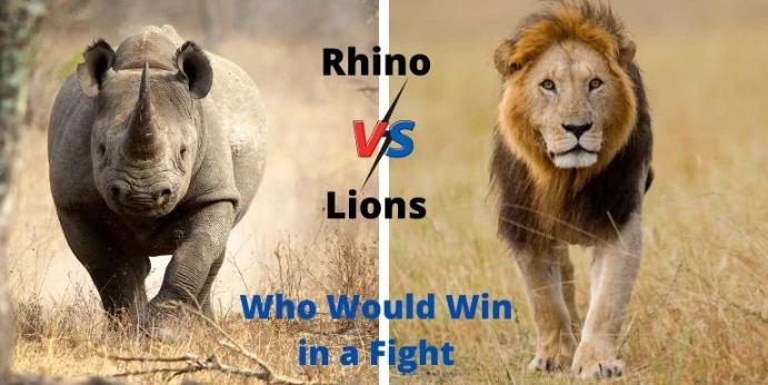 Rhino Vs Lion