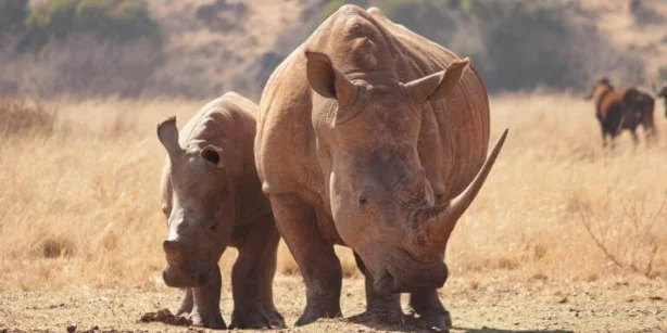 rhinoceroses walking on a field