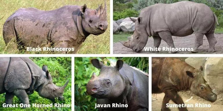 5 Rhinoceros species
