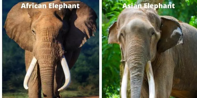 African and Asian elephants