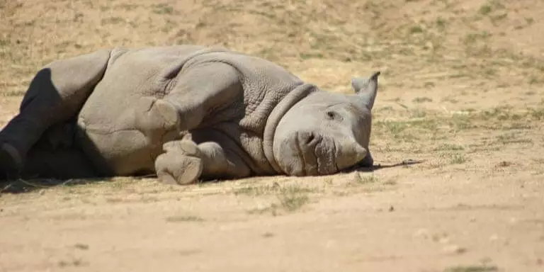 Baby rhinoceros sleeping on the field