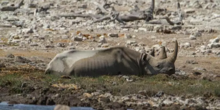 Black rhinoceros sleeping