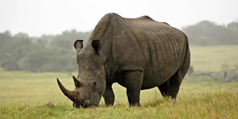 Double horned rhinoceros