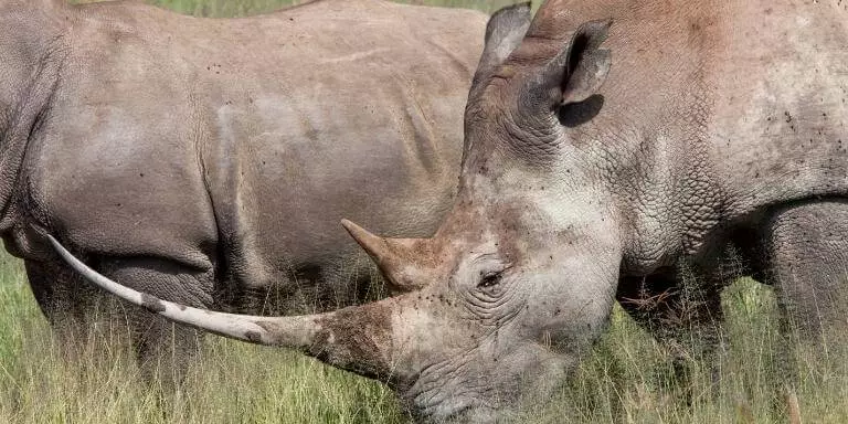 Giant rhino horn