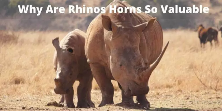 Value rhino horns World Rhino