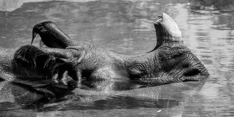 Indian rhino bathing in water