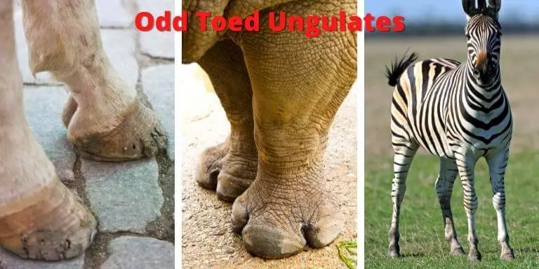 Odd toed ungulate family
