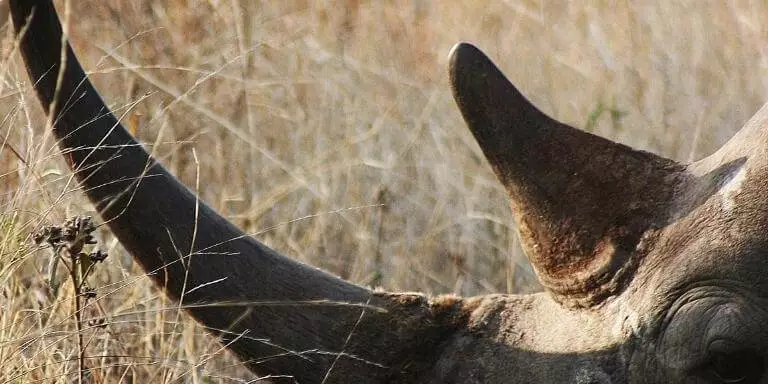 Rhino horn close-up shot