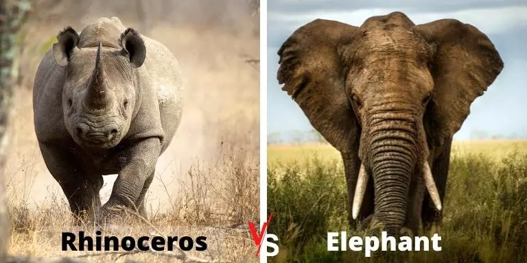 Rhino vs elephant