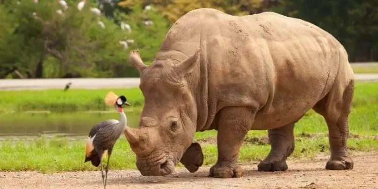 Rhinoceros curiously looked at a bird.