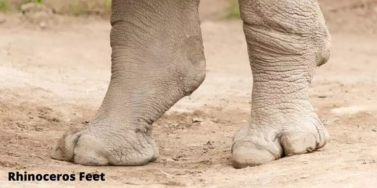 Rhinoceros feet