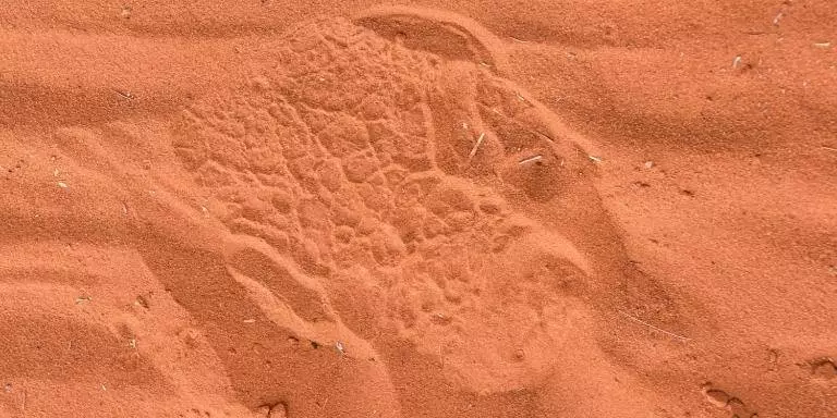 Rhinoceros footprint