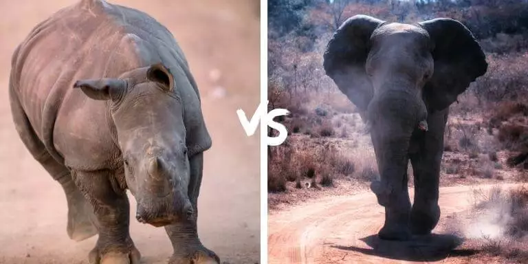 hinoceros vs elephant who would win in a fight