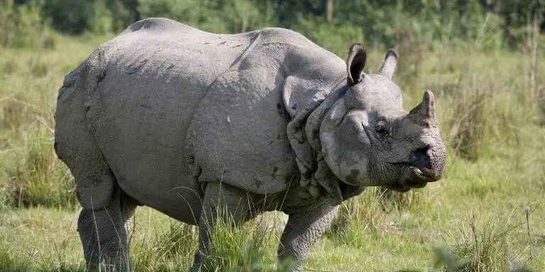 Single horned indian rhinoceros