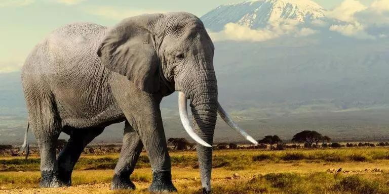 The mighty elephant walks on the field