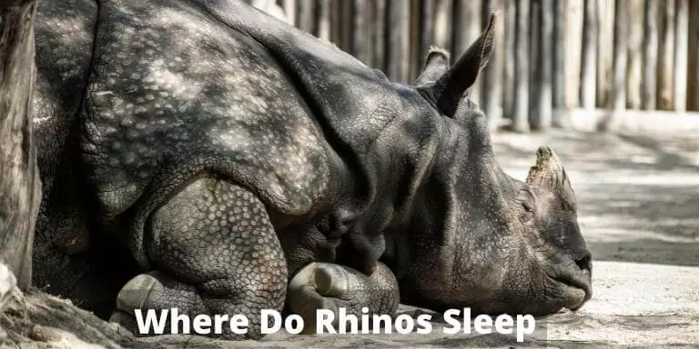 Where Do Rhinos Sleep