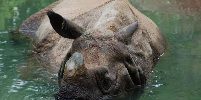 White rhinoceros at shallow lakes
