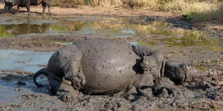 White rhinoceros rolling on mud