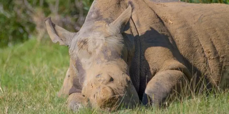 White rhinoceros sleeping on the grass