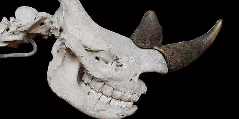 black rhino skull with horn