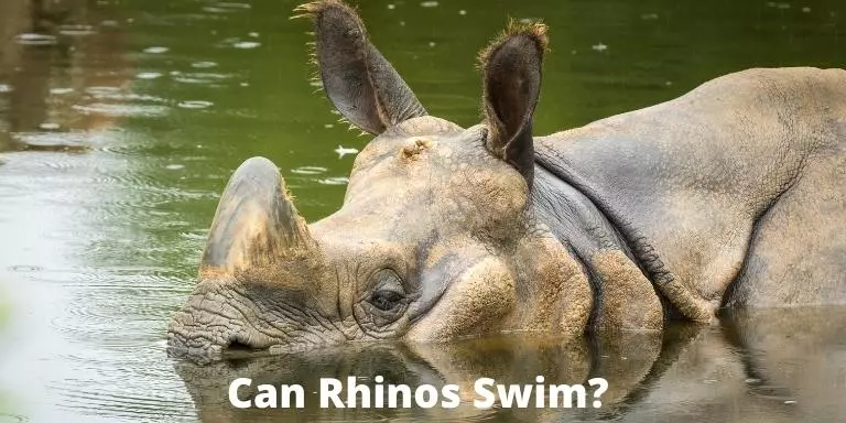 can rhinos swim