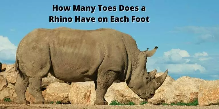 how many toes does a rhino have on each foot
