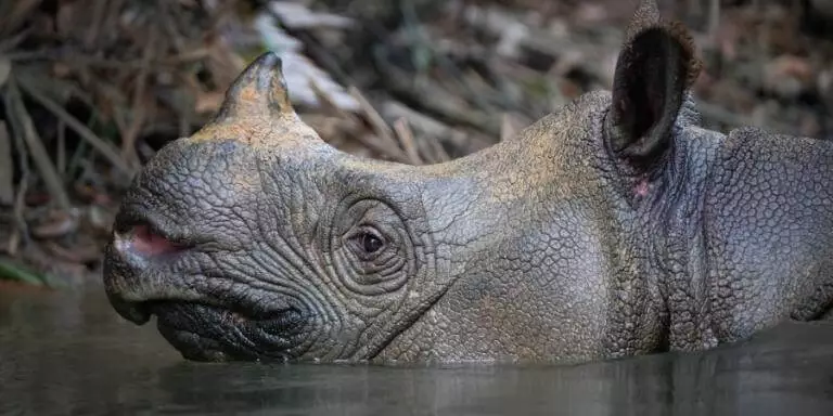 javan rhino enjoying the bath