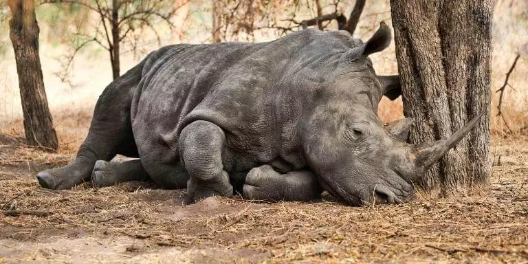 rhino sleeping under a tree