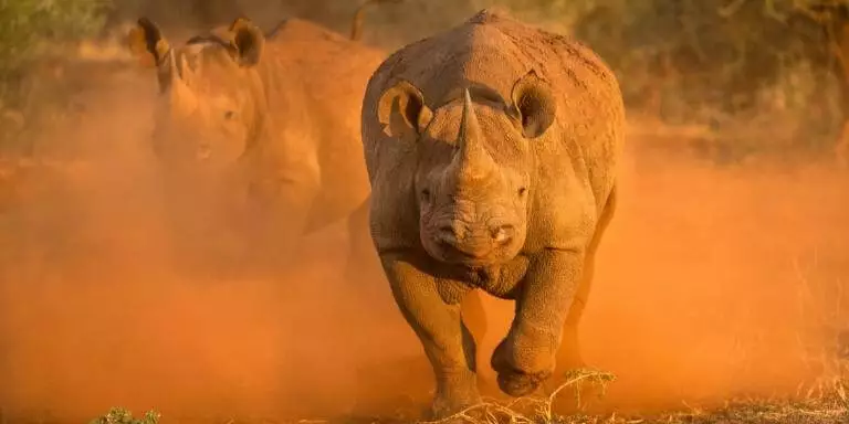 rhinoceros charging at full speed