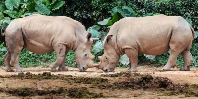 two rhinos fighting
