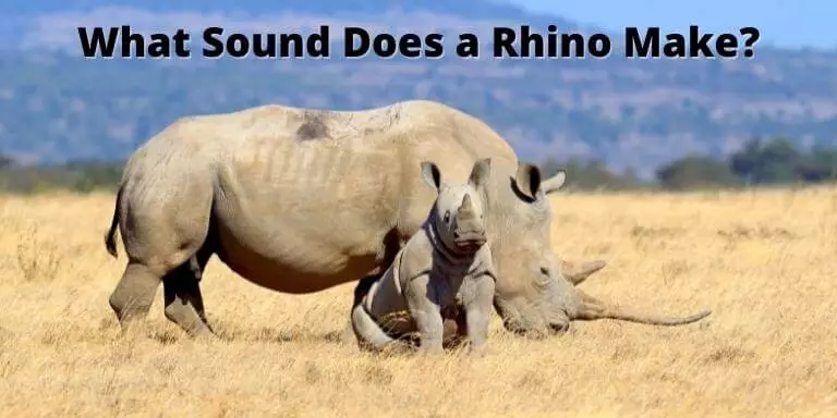 what sound does a rhino make
