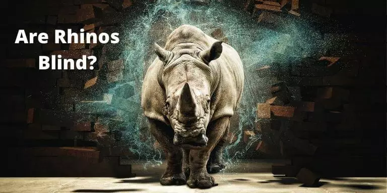 Are Rhinos Blind