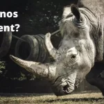 Are Rhinos Intelligent
