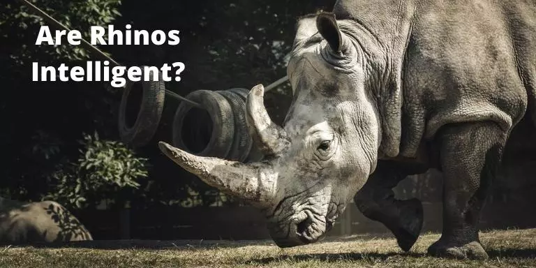 Are Rhinos Intelligent