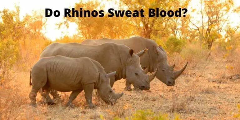 Do Rhinos Sweat Blood