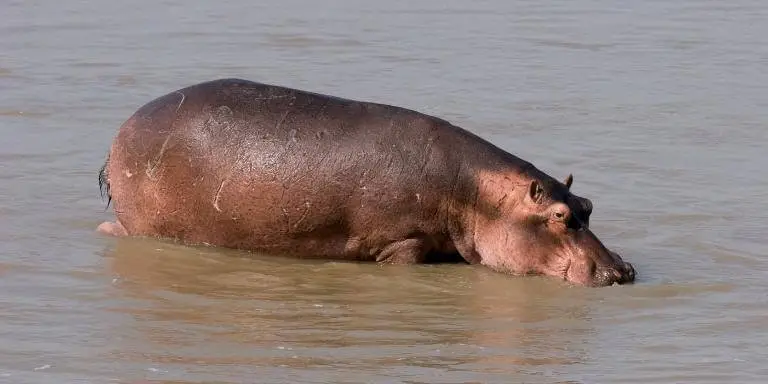 Hippopotamus does not secrete blood sweat