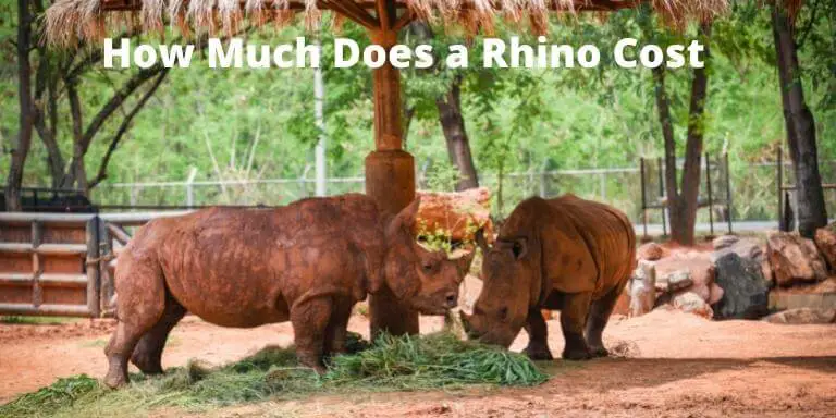 How Much Does a Rhino Cost