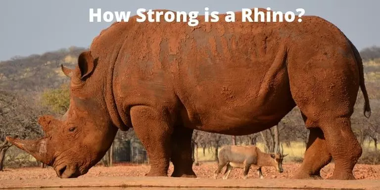 How Strong is a Rhino