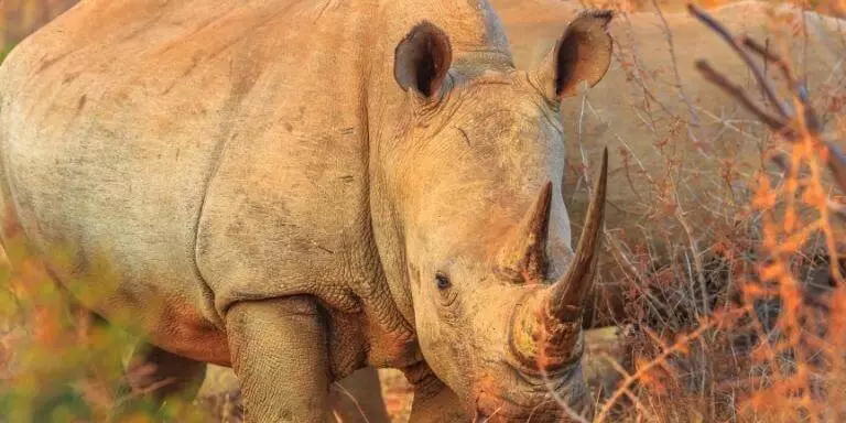 How well can rhinos hear