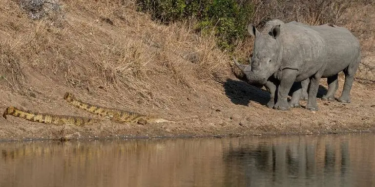 Rhino and crocodile face to face encounter