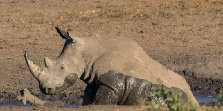 Rhino takes mud bath