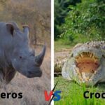 Rhino vs Crocodile Who Would Win in a Fight