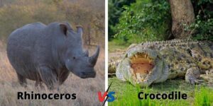 Rhino vs Crocodile Who Would Win in a Fight?